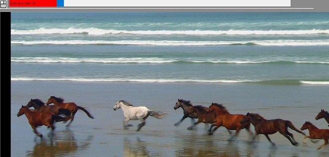 Image qui représente des chevaux qui courent dans la mer