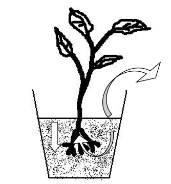 schéma en coupe d'une plante dans un pot